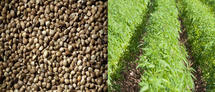 Expected Yield